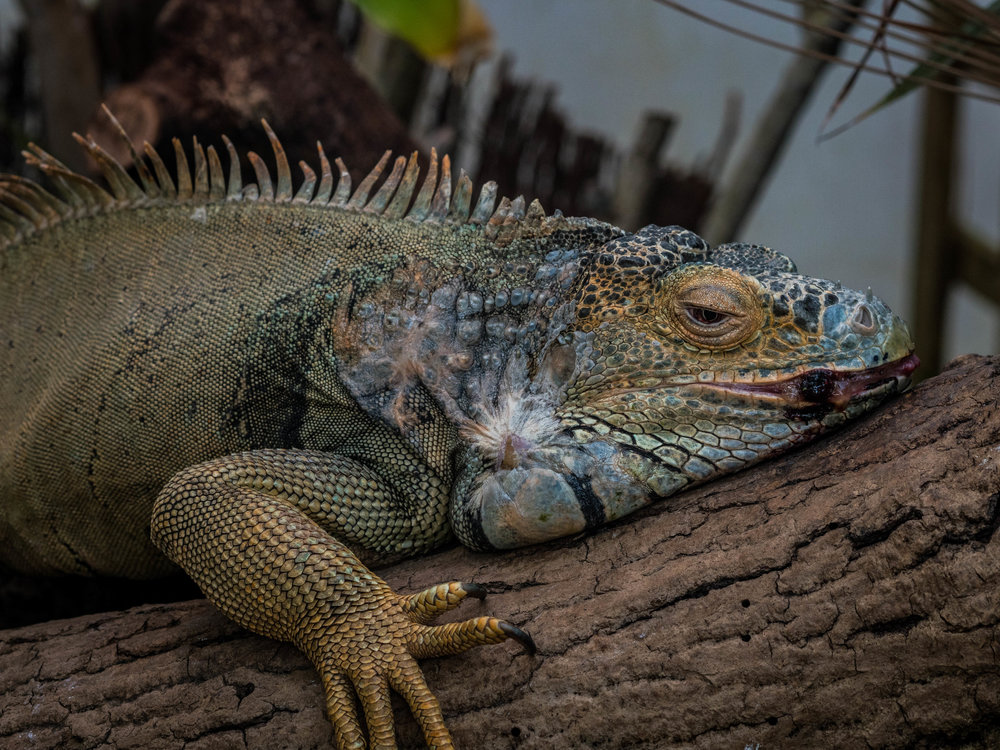 Sleepy iguana poses for the camera